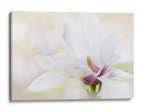 Magnolia blanca elegante - Jacky Parker | Cuadro decorativo de Canvas Lab