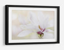 Magnolia blanca elegante - Jacky Parker | Cuadro decorativo de Canvas Lab