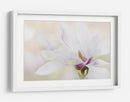 Magnolia blanca elegante - Jacky Parker | Cuadro decorativo de Canvas Lab