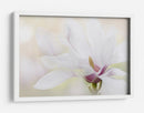 Magnolia blanca elegante - Jacky Parker | Cuadro decorativo de Canvas Lab
