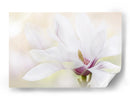 Magnolia blanca elegante - Jacky Parker | Cuadro decorativo de Canvas Lab