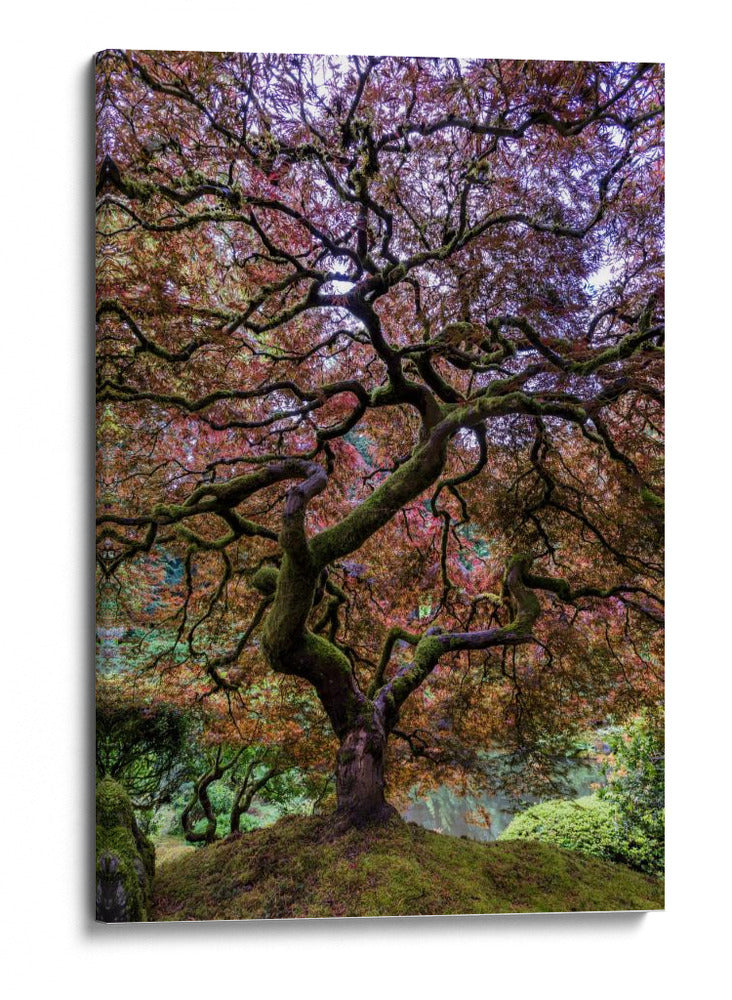 Majestad del arce japonés - Mike Centioli | Cuadro decorativo de Canvas Lab