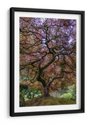 Majestad del arce japonés - Mike Centioli | Cuadro decorativo de Canvas Lab