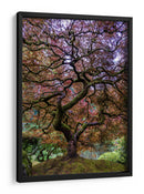 Majestad del arce japonés - Mike Centioli | Cuadro decorativo de Canvas Lab