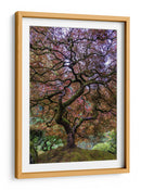 Majestad del arce japonés - Mike Centioli | Cuadro decorativo de Canvas Lab