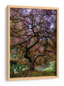 Majestad del arce japonés - Mike Centioli | Cuadro decorativo de Canvas Lab