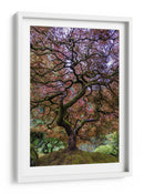 Majestad del arce japonés - Mike Centioli | Cuadro decorativo de Canvas Lab