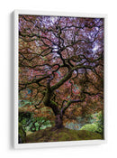Majestad del arce japonés - Mike Centioli | Cuadro decorativo de Canvas Lab