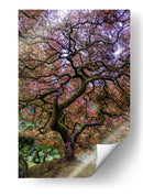 Majestad del arce japonés - Mike Centioli | Cuadro decorativo de Canvas Lab