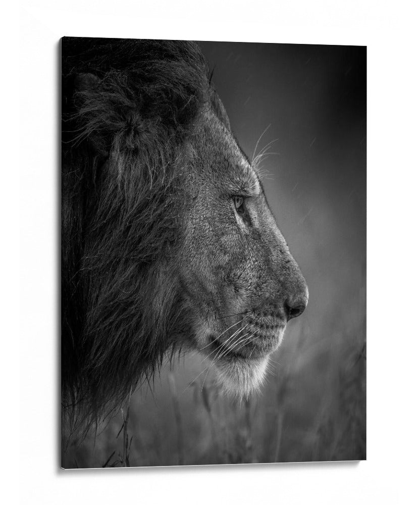León majestuoso bajo la lluvia - Faisal ALnomas | Cuadro decorativo de Canvas Lab
