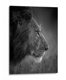 León majestuoso bajo la lluvia - Faisal ALnomas | Cuadro decorativo de Canvas Lab