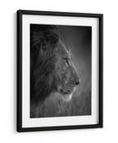 León majestuoso bajo la lluvia - Faisal ALnomas | Cuadro decorativo de Canvas Lab