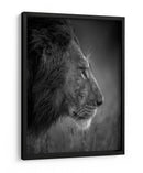 León majestuoso bajo la lluvia - Faisal ALnomas | Cuadro decorativo de Canvas Lab