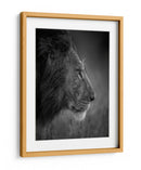 León majestuoso bajo la lluvia - Faisal ALnomas | Cuadro decorativo de Canvas Lab