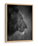 León majestuoso bajo la lluvia - Faisal ALnomas | Cuadro decorativo de Canvas Lab