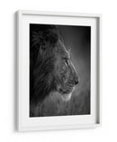 León majestuoso bajo la lluvia - Faisal ALnomas | Cuadro decorativo de Canvas Lab