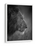 León majestuoso bajo la lluvia - Faisal ALnomas | Cuadro decorativo de Canvas Lab