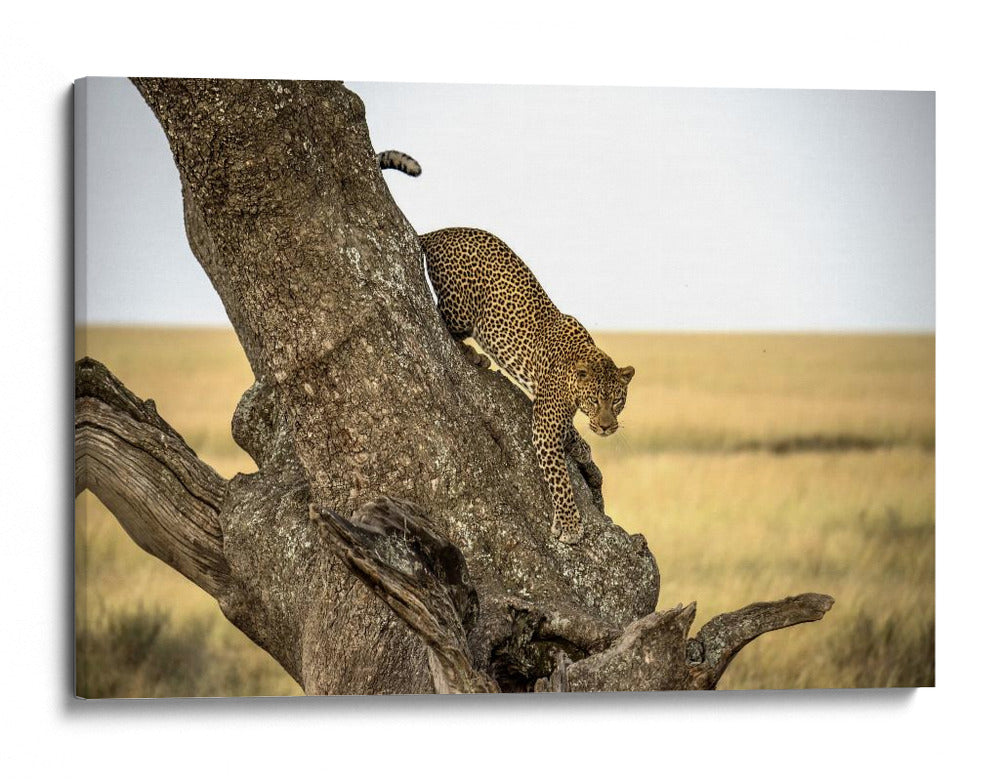 Leopardo bajando de un árbol - Giuseppe DAmico | Cuadro decorativo de Canvas Lab
