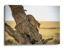 Leopardo bajando de un árbol - Giuseppe DAmico | Cuadro decorativo de Canvas Lab