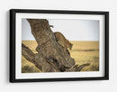 Leopardo bajando de un árbol - Giuseppe DAmico | Cuadro decorativo de Canvas Lab