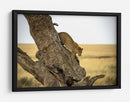 Leopardo bajando de un árbol - Giuseppe DAmico | Cuadro decorativo de Canvas Lab