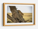 Leopardo bajando de un árbol - Giuseppe DAmico | Cuadro decorativo de Canvas Lab