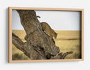 Leopardo bajando de un árbol - Giuseppe DAmico | Cuadro decorativo de Canvas Lab