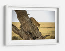 Leopardo bajando de un árbol - Giuseppe DAmico | Cuadro decorativo de Canvas Lab