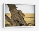 Leopardo bajando de un árbol - Giuseppe DAmico | Cuadro decorativo de Canvas Lab