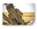 Leopardo bajando de un árbol - Giuseppe DAmico | Cuadro decorativo de Canvas Lab