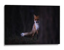 Misterioso zorro del bosque - Sebastian Mastahac | Cuadro decorativo de Canvas Lab