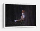 Misterioso zorro del bosque - Sebastian Mastahac | Cuadro decorativo de Canvas Lab