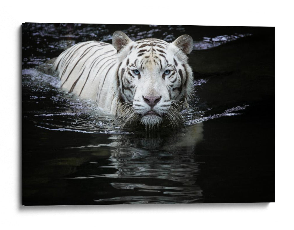 Mirada del Tigre Blanco - Renee Doyle | Cuadro decorativo de Canvas Lab