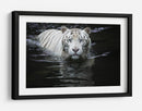 Mirada del Tigre Blanco - Renee Doyle | Cuadro decorativo de Canvas Lab