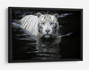 Mirada del Tigre Blanco - Renee Doyle | Cuadro decorativo de Canvas Lab
