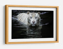 Mirada del Tigre Blanco - Renee Doyle | Cuadro decorativo de Canvas Lab