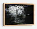 Mirada del Tigre Blanco - Renee Doyle | Cuadro decorativo de Canvas Lab