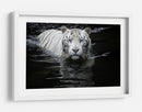 Mirada del Tigre Blanco - Renee Doyle | Cuadro decorativo de Canvas Lab