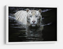 Mirada del Tigre Blanco - Renee Doyle | Cuadro decorativo de Canvas Lab