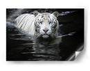 Mirada del Tigre Blanco - Renee Doyle | Cuadro decorativo de Canvas Lab