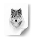 Mirada majestuosa del lobo - Jim Cumming | Cuadro decorativo de Canvas Lab