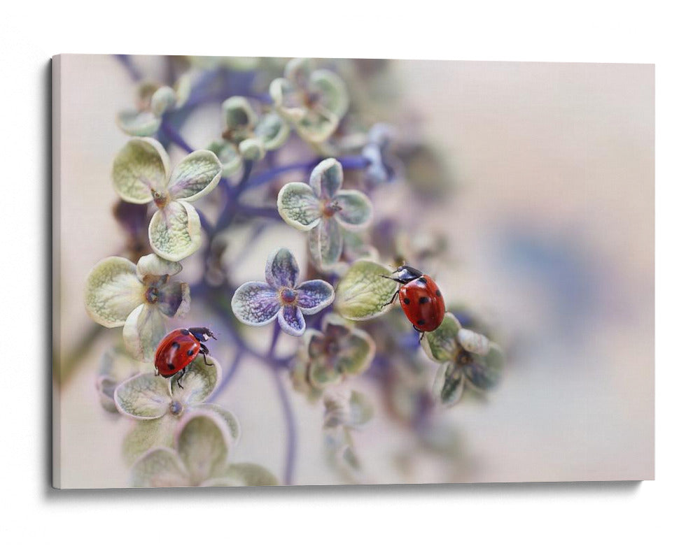 Mariquitas en flores suaves - Ellen van Deelen | Cuadro decorativo de Canvas Lab