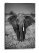 Majestuoso elefante africano de mirada ensoñadora - Jaco Marx | Cuadro decorativo de Canvas Lab