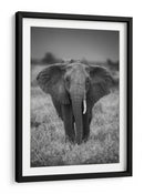 Majestuoso elefante africano de mirada ensoñadora - Jaco Marx | Cuadro decorativo de Canvas Lab