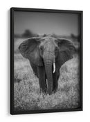 Majestuoso elefante africano de mirada ensoñadora - Jaco Marx | Cuadro decorativo de Canvas Lab