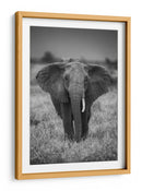 Majestuoso elefante africano de mirada ensoñadora - Jaco Marx | Cuadro decorativo de Canvas Lab