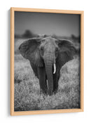 Majestuoso elefante africano de mirada ensoñadora - Jaco Marx | Cuadro decorativo de Canvas Lab