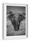 Majestuoso elefante africano de mirada ensoñadora - Jaco Marx | Cuadro decorativo de Canvas Lab
