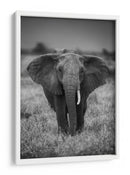 Majestuoso elefante africano de mirada ensoñadora - Jaco Marx | Cuadro decorativo de Canvas Lab