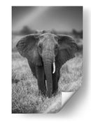 Majestuoso elefante africano de mirada ensoñadora - Jaco Marx | Cuadro decorativo de Canvas Lab